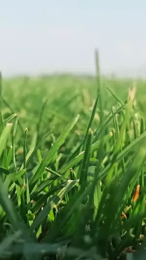 03
Рулонный газон